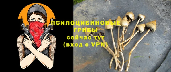 стаф Алзамай