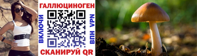 kraken рабочий сайт Лагань Псилоцибиновые грибы Cubensis